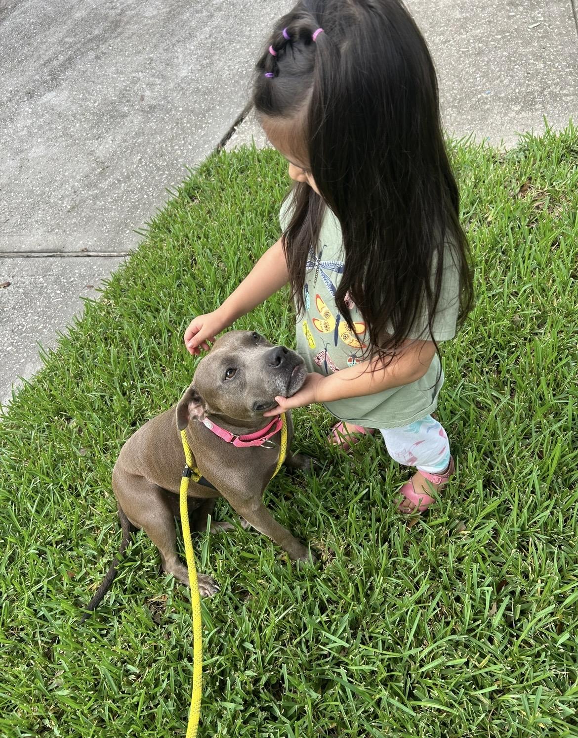 Enlarge Princess, a Adoptable mixed breed in Rocky Hill, CT image 6/6