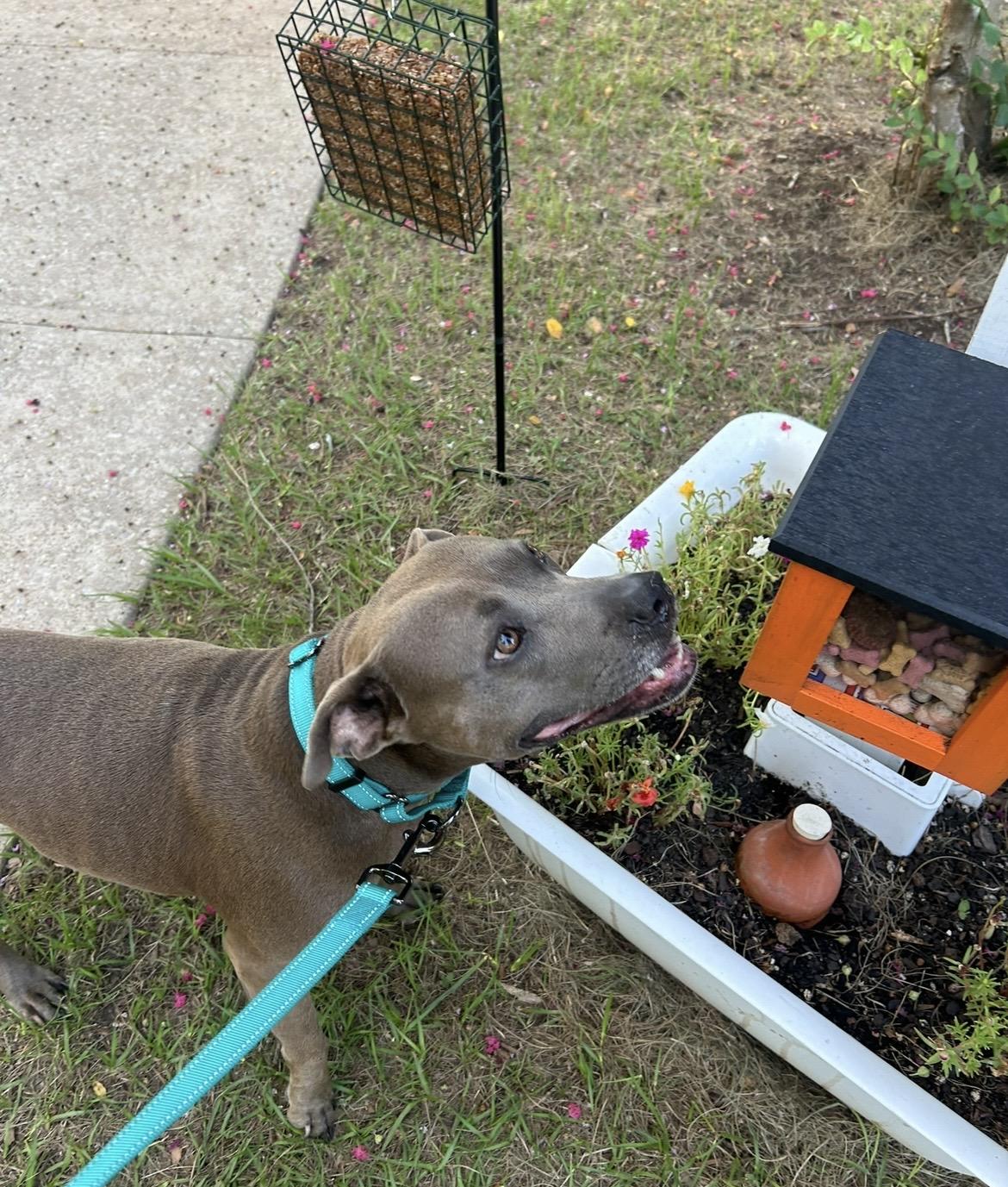 Enlarge Princess, a Adoptable mixed breed in Rocky Hill, CT image 4/6