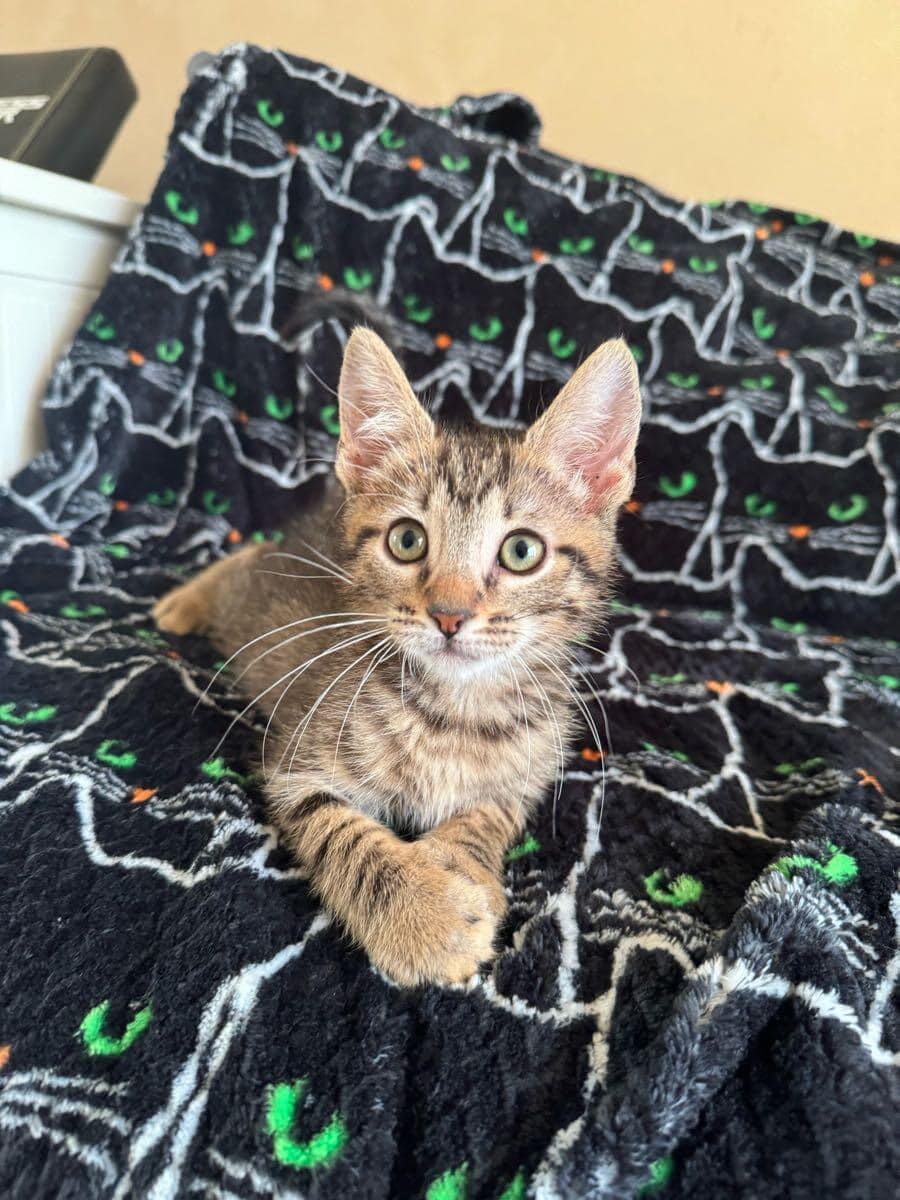 Enlarge Oregano, a Adopted Domestic Short Hair in DELTONA, FL image 1/1