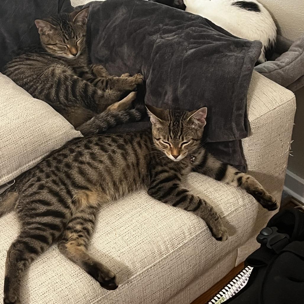 Bus Boy, Adoptable, Young Male Domestic Short Hair.