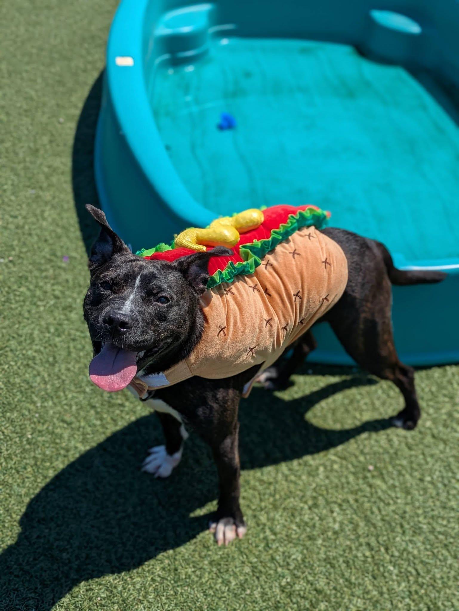 Enlarge Coral, a ADOPTABLE mixed breed in Cleveland, OH image 6/6
