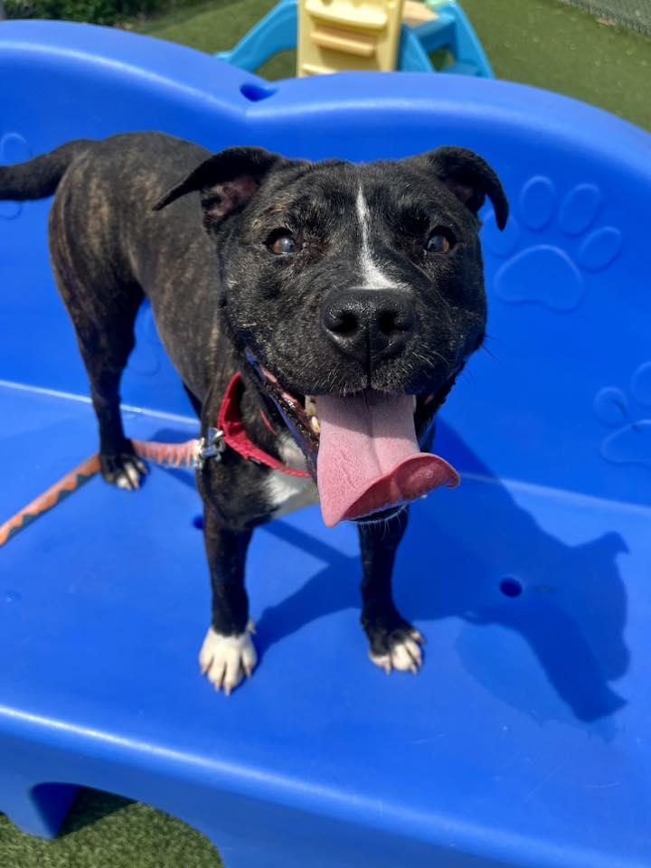 Enlarge Coral, a ADOPTABLE mixed breed in Cleveland, OH image 5/6