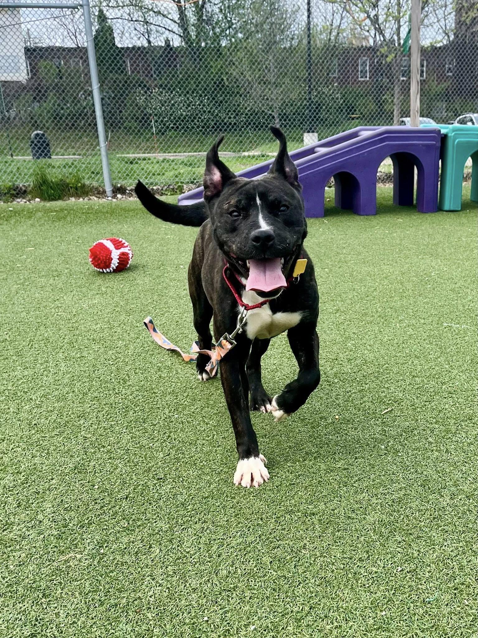 Enlarge Coral, a ADOPTABLE mixed breed in Cleveland, OH image 4/6
