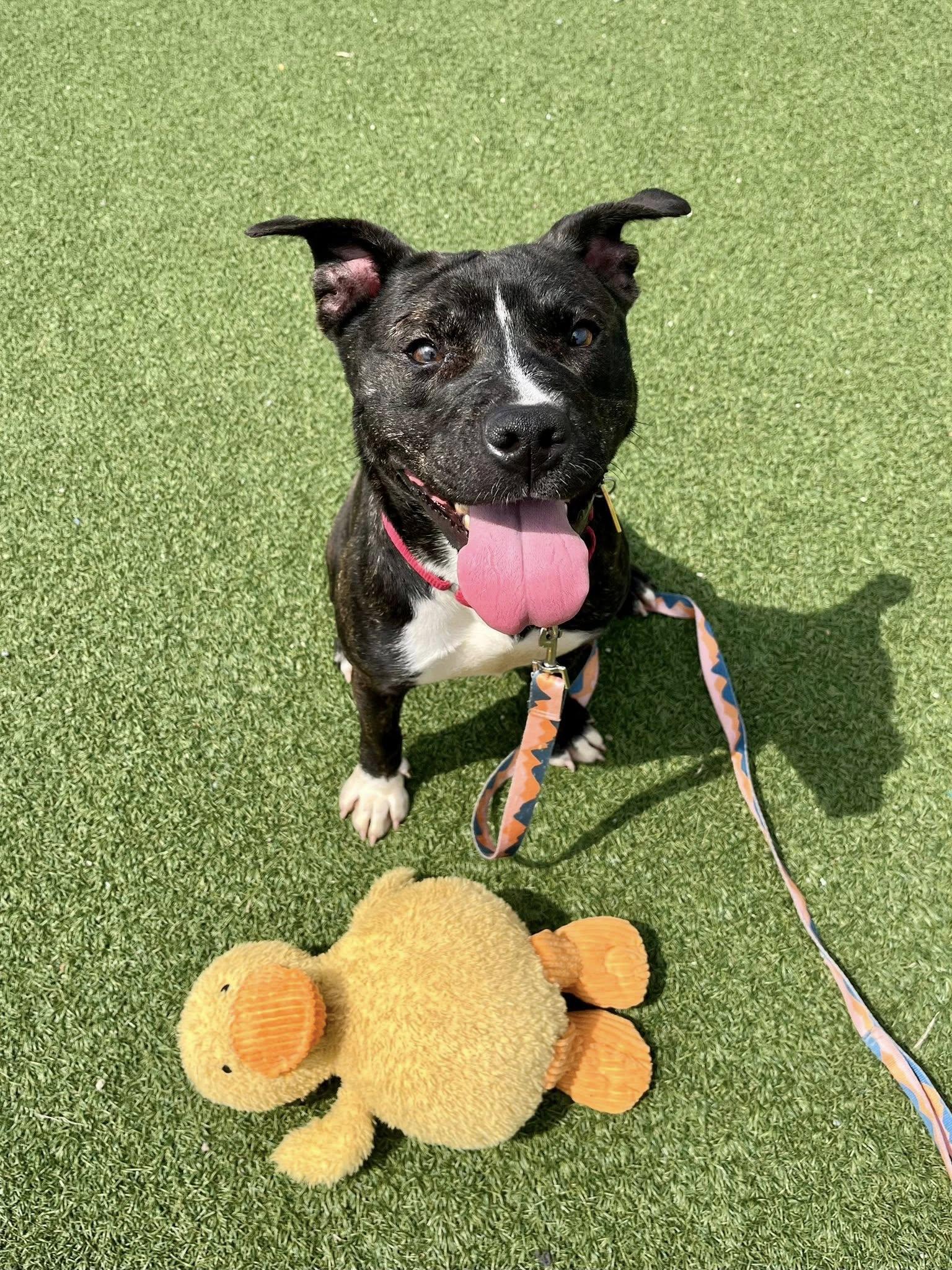 Enlarge Coral, a ADOPTABLE mixed breed in Cleveland, OH image 1/6