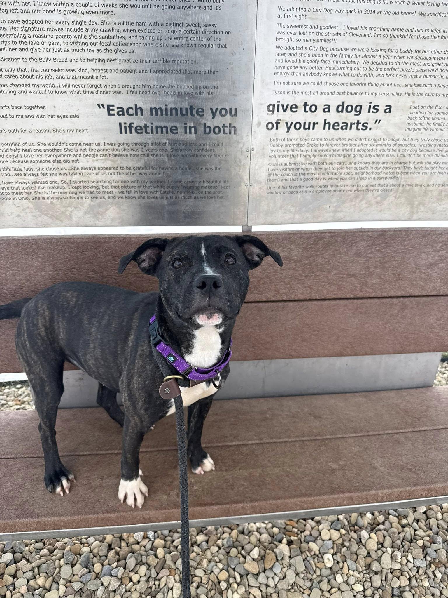 Enlarge Coral, a ADOPTABLE mixed breed in Cleveland, OH image 2/6