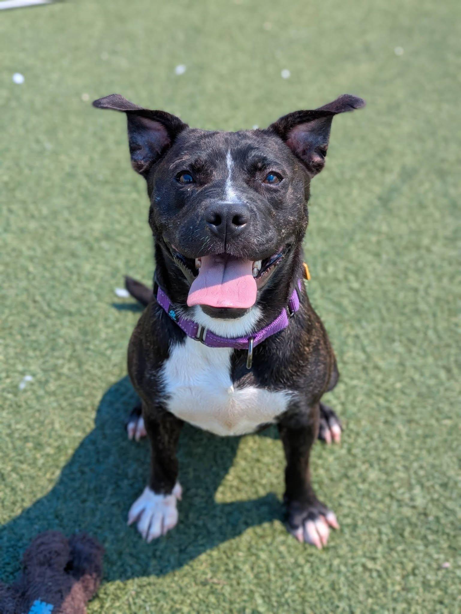 Enlarge Coral, a ADOPTABLE mixed breed in Cleveland, OH image 5/6