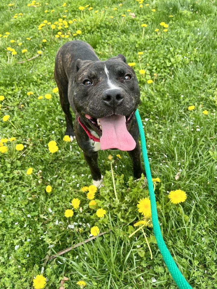 Enlarge Coral, a ADOPTABLE mixed breed in Cleveland, OH image 3/6