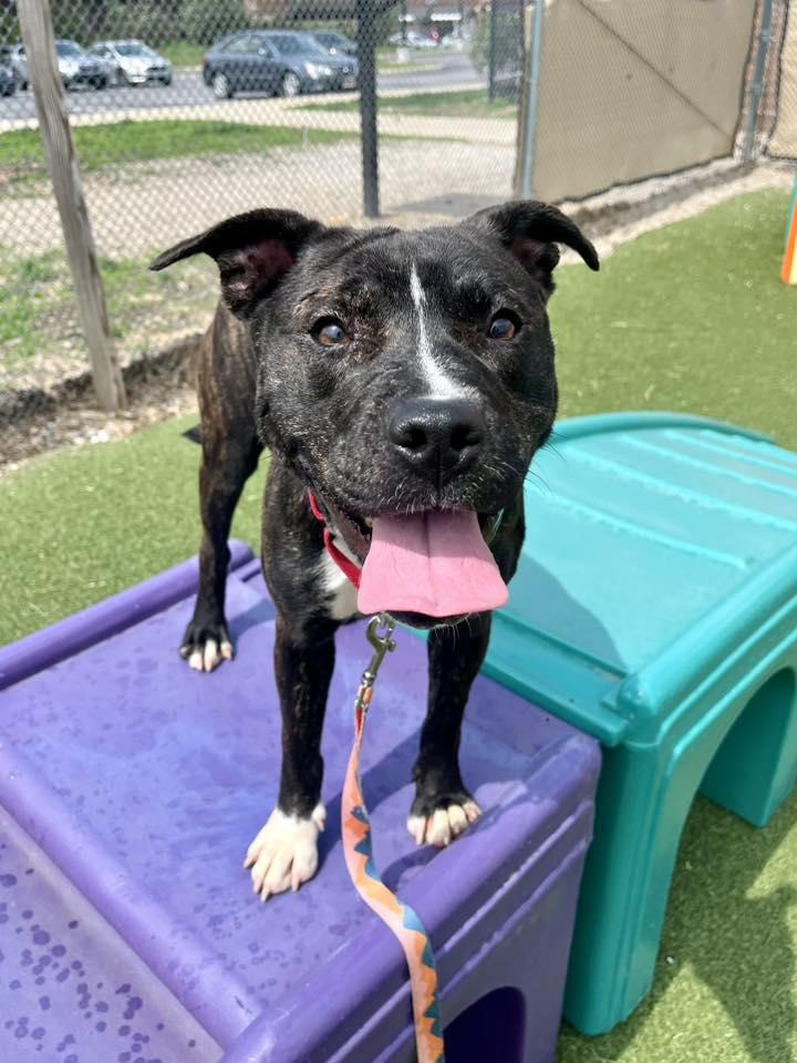 Enlarge Coral, a ADOPTABLE mixed breed in Cleveland, OH image 6/6