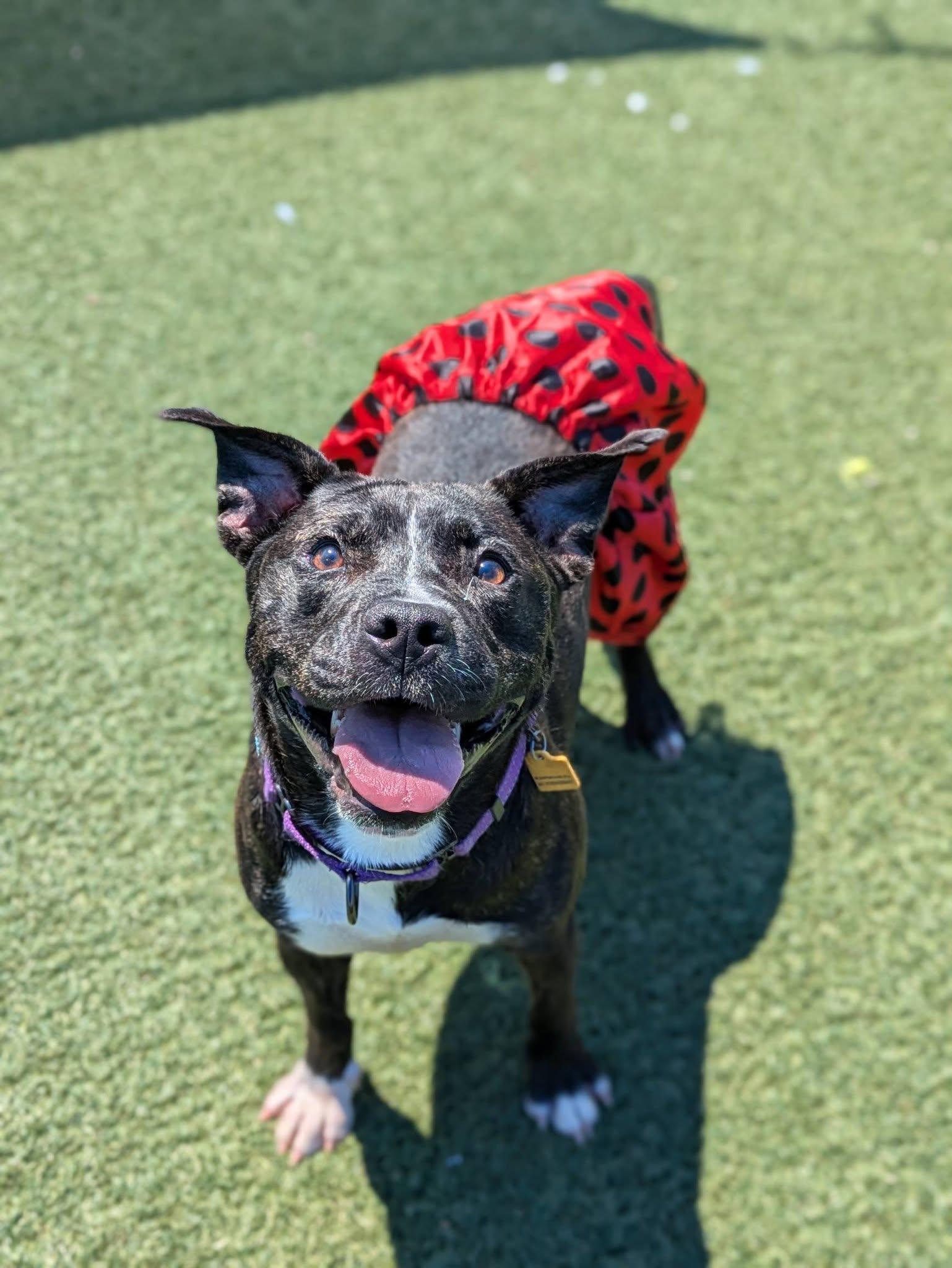 Coral, ADOPTABLE, Young Female Pit Bull Terrier.