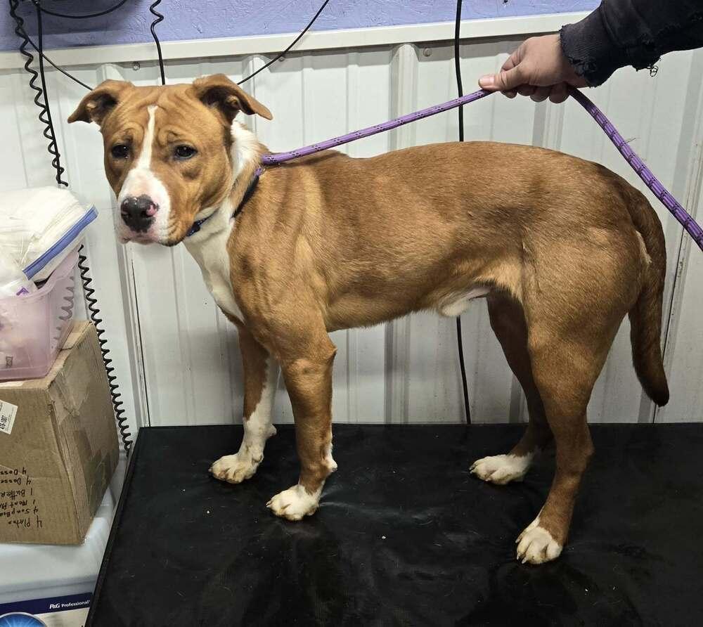 Butch, Adoptable, Adult Male Pit Bull Terrier.