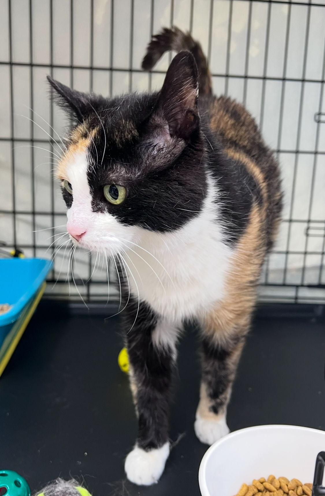 Phryne, Willow Grove PA (FCID 04/17/25–107) SN,KDC, Adopted, Adult Female Calico & Domestic Short Hair.