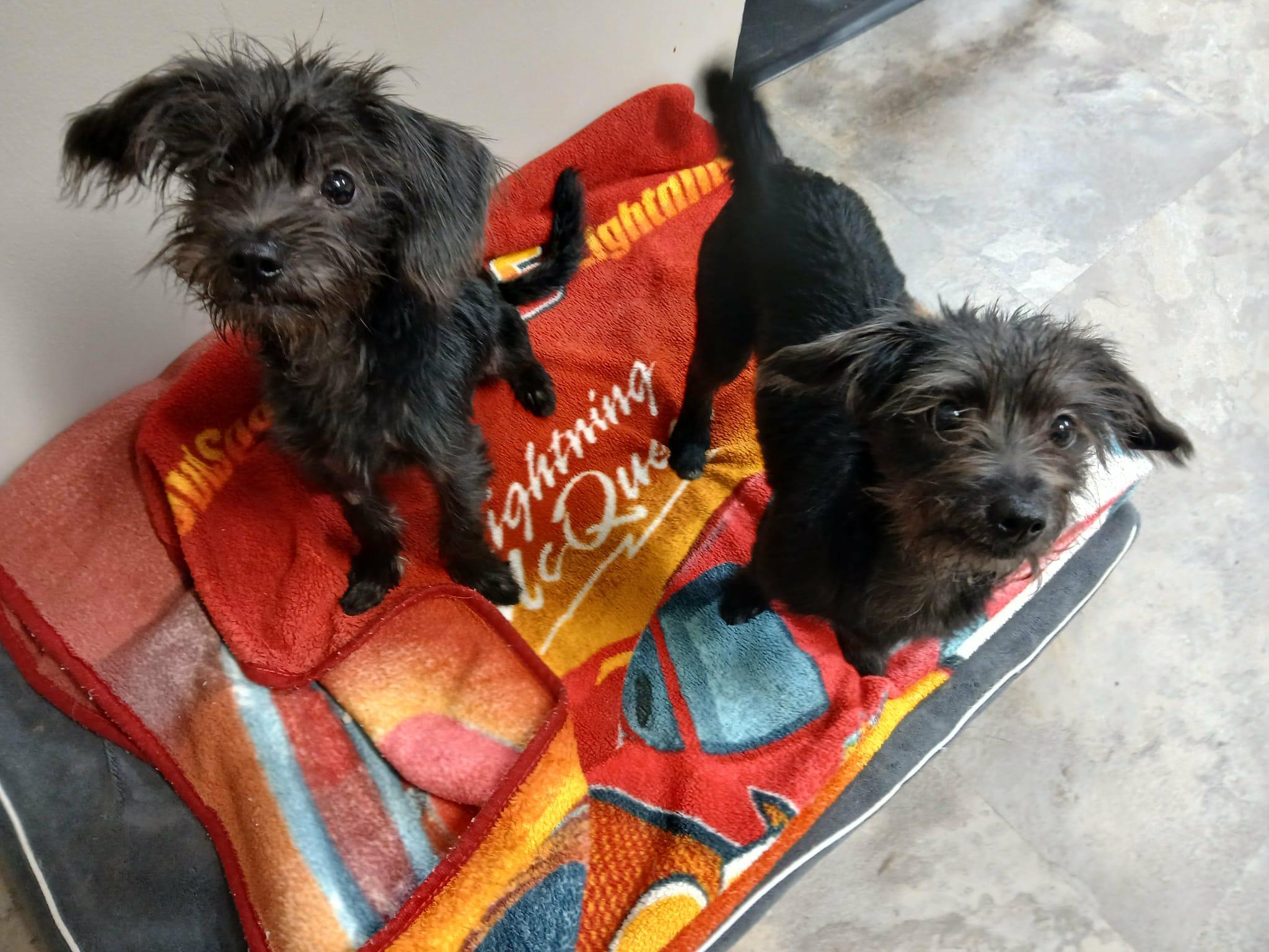 Micah, a Adoptable mixed breed in Vernon, CT image 2/6