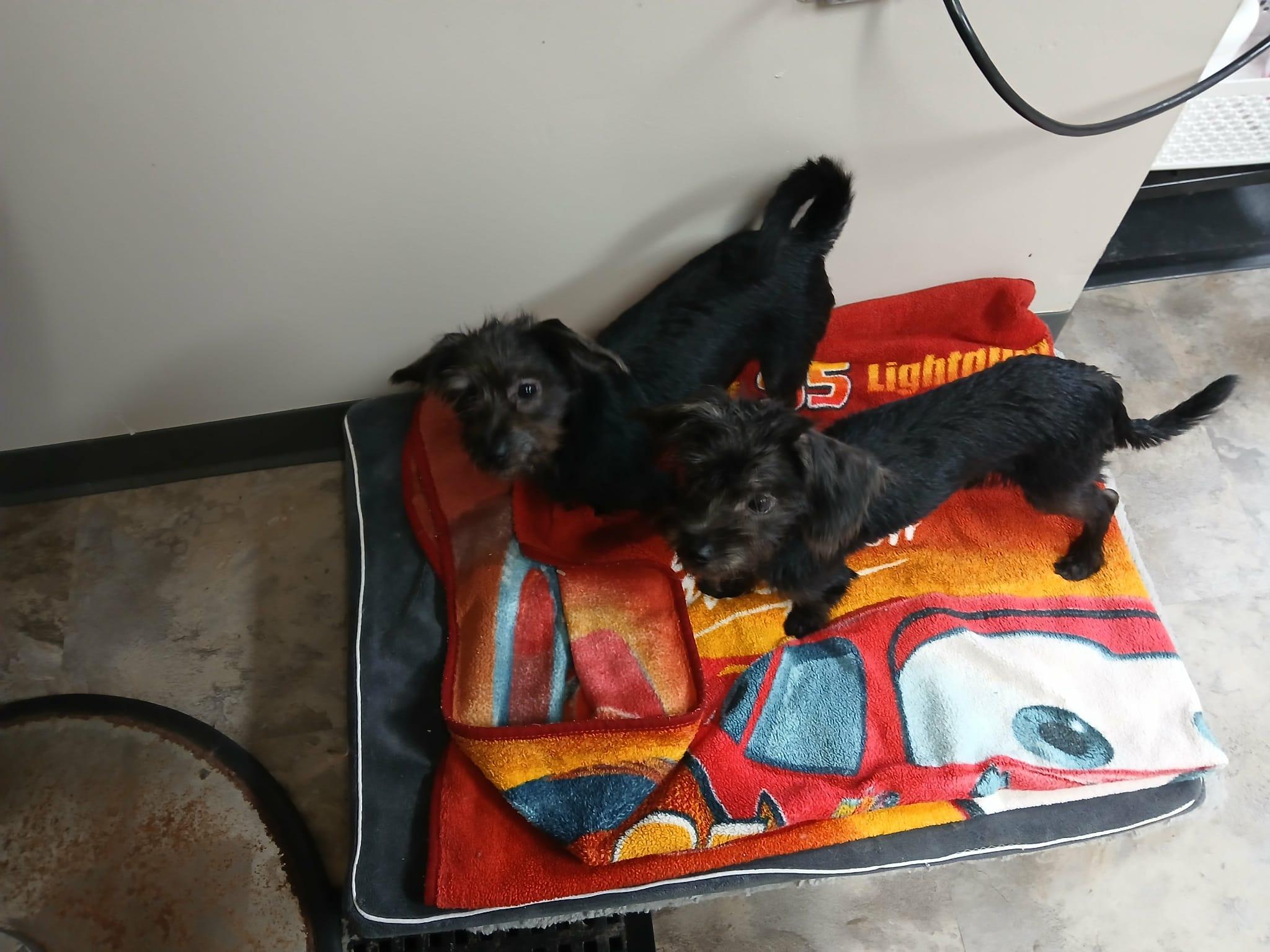 Micah, a Adoptable mixed breed in Vernon, CT image 4/6