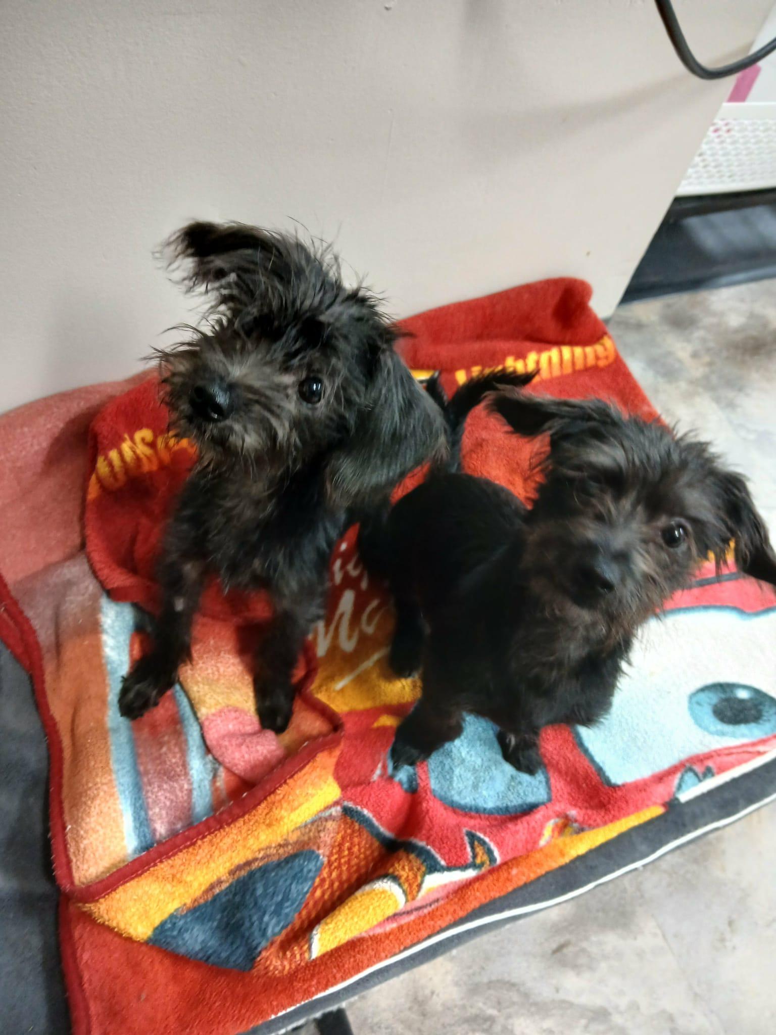 Micah, a Adoptable mixed breed in Vernon, CT image 5/6