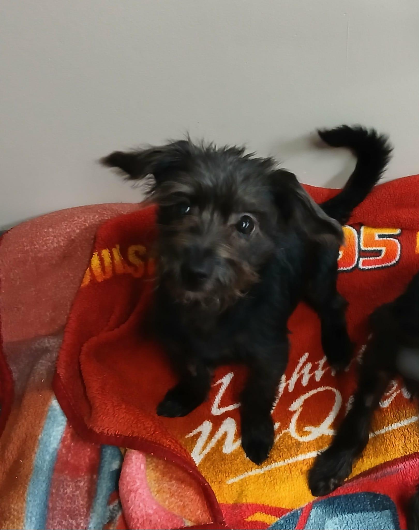 Micah, Adoptable, Puppy Male Yorkshire Terrier & Shih Tzu.