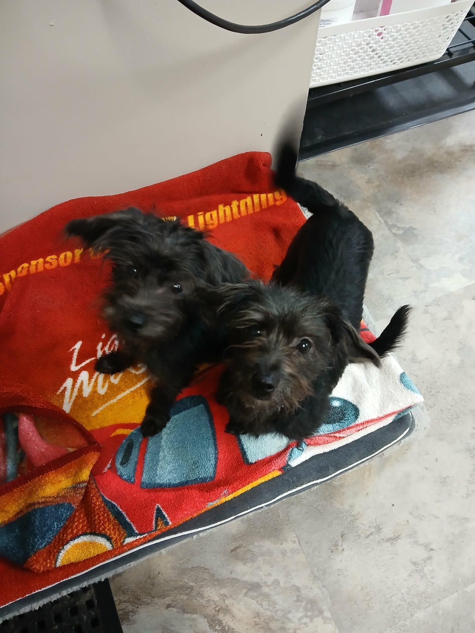 Micah, a Adoptable mixed breed in Vernon, CT image 6/6