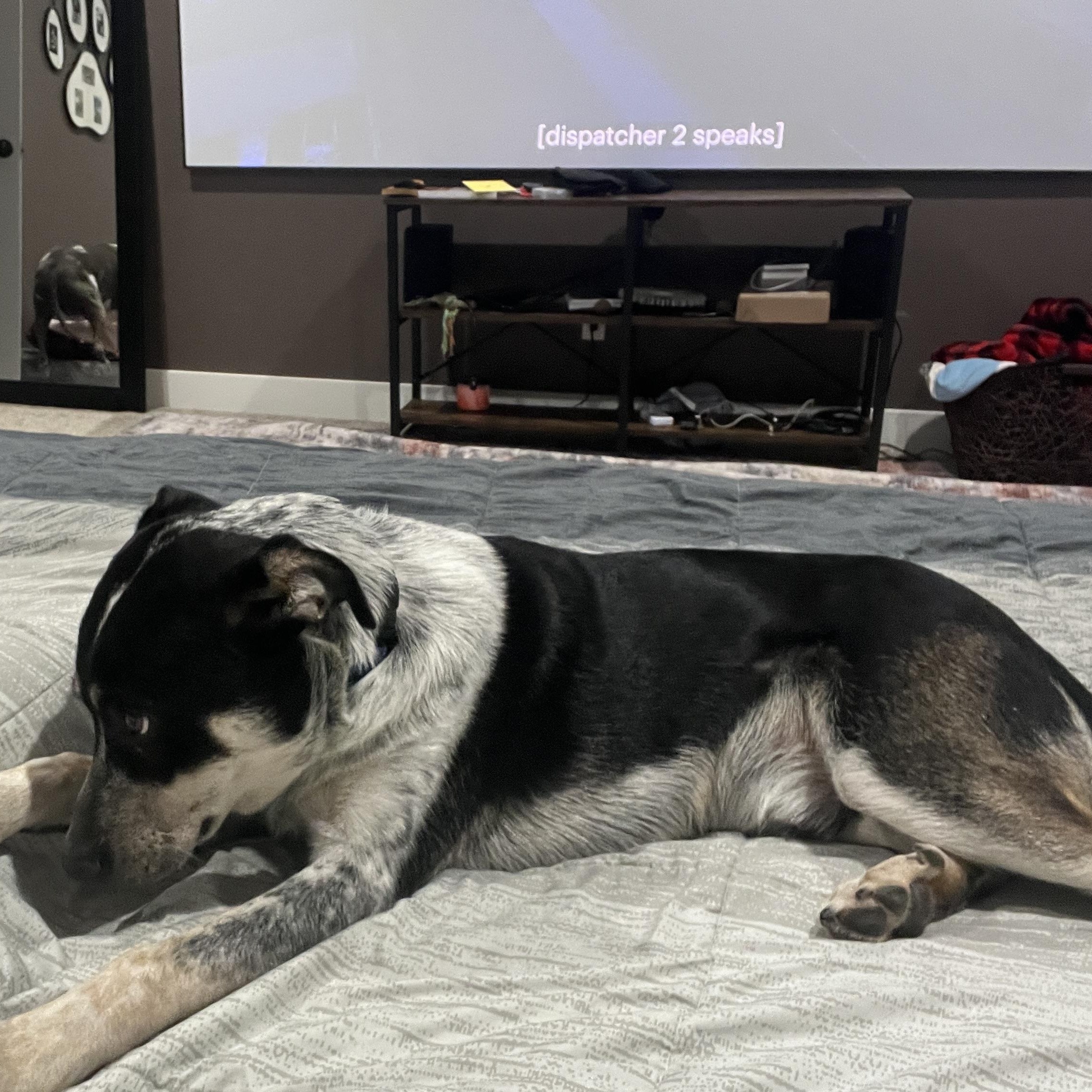Enlarge Rowdy, a Adoptable mixed breed in Spokane, WA image 5/5
