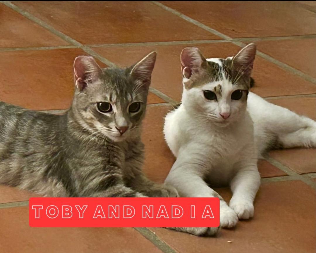 Nadia & Toby  (bonded siblings), ADOPTABLE, Kitten Male Domestic Short Hair.