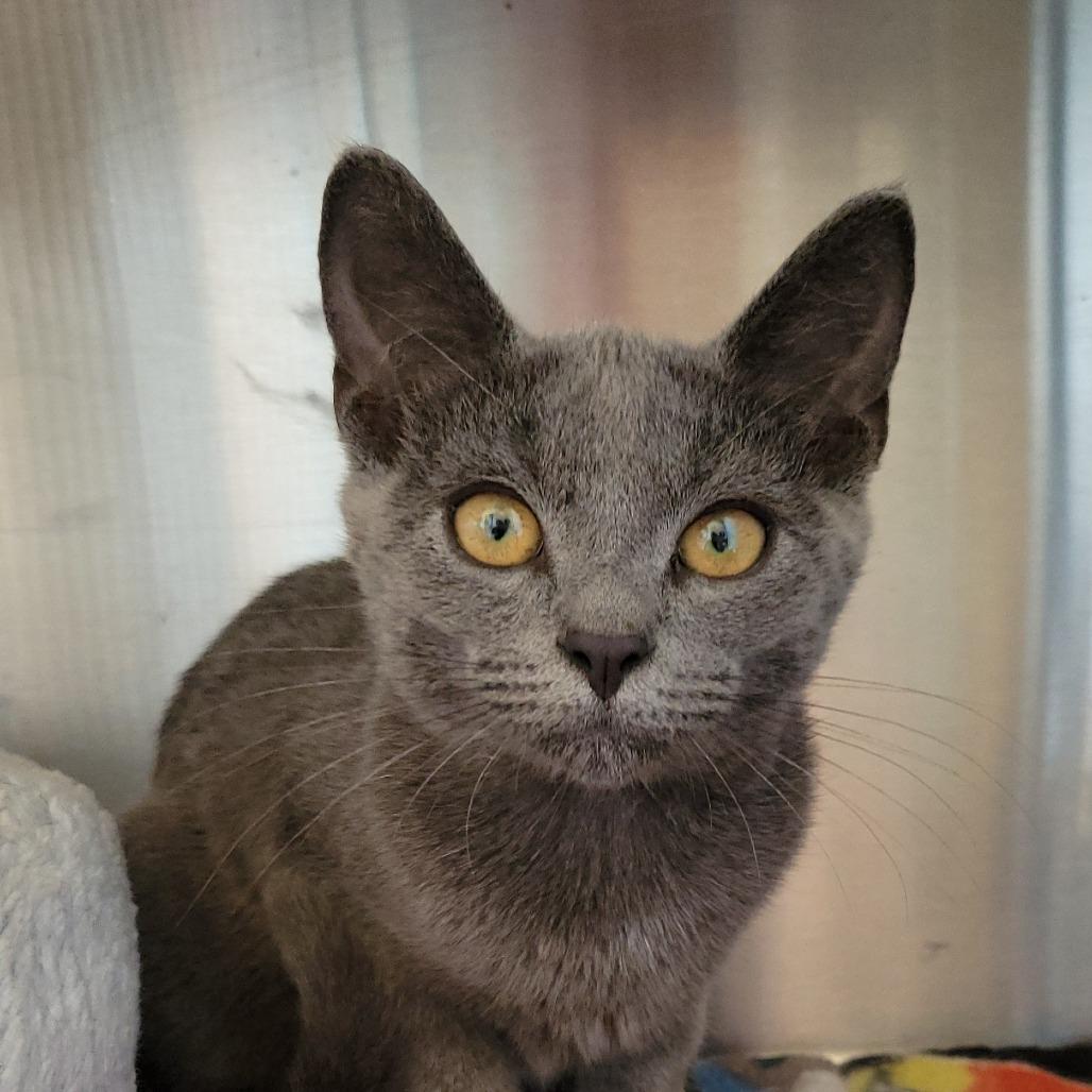 Enlarge Polly Pocket, a Adoptable Domestic Short Hair in Nashville, IN image 1/6