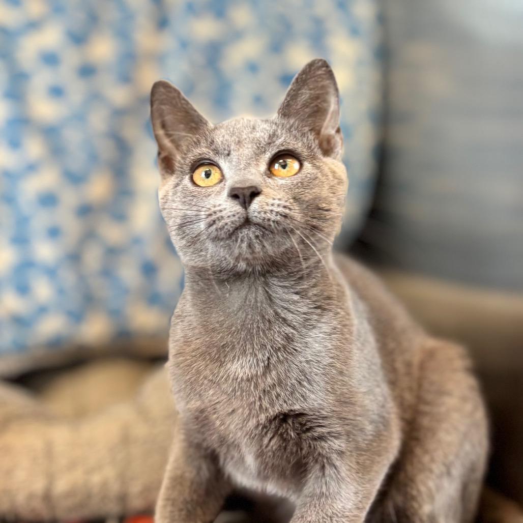 Enlarge Polly Pocket, a Adoptable Domestic Short Hair in Nashville, IN image 2/6