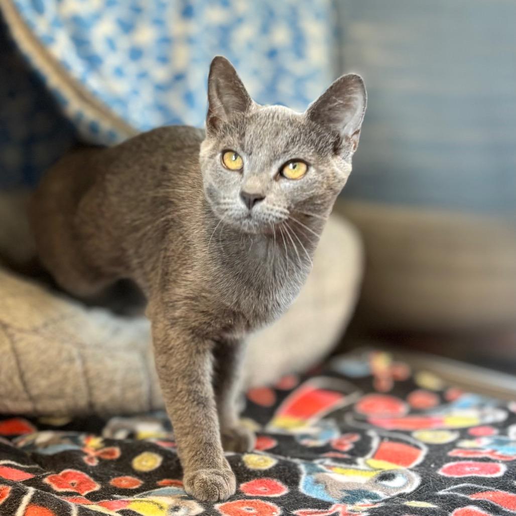 Enlarge Polly Pocket, a Adoptable Domestic Short Hair in Nashville, IN image 3/6