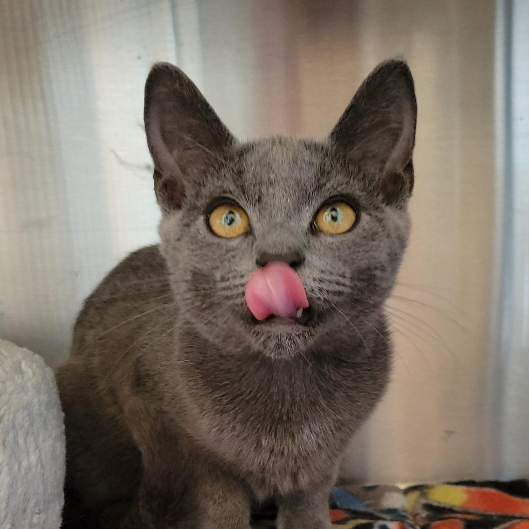 Enlarge Polly Pocket, a Adoptable Domestic Short Hair in Nashville, IN image 4/6