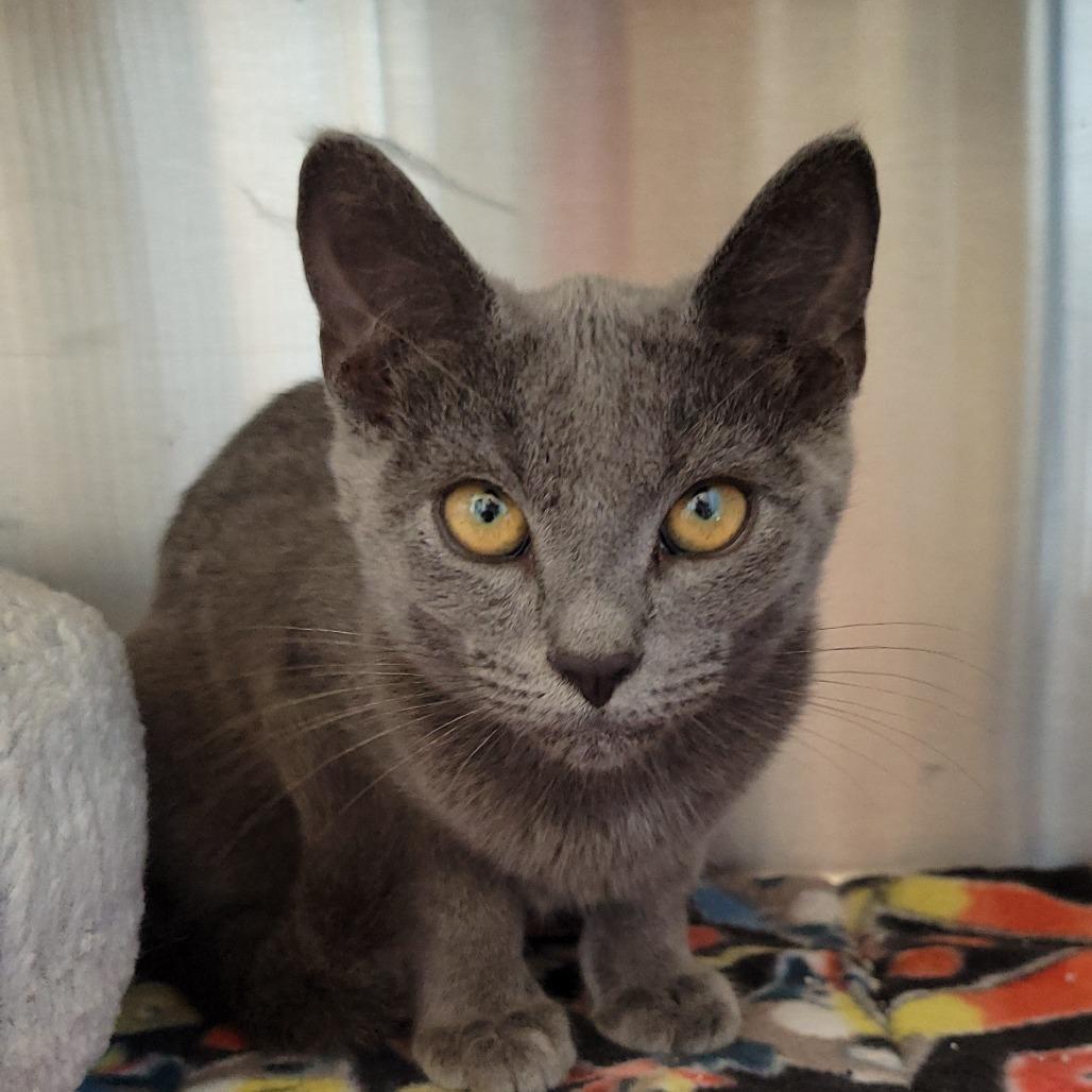 Enlarge Polly Pocket, a Adoptable Domestic Short Hair in Nashville, IN image 5/6