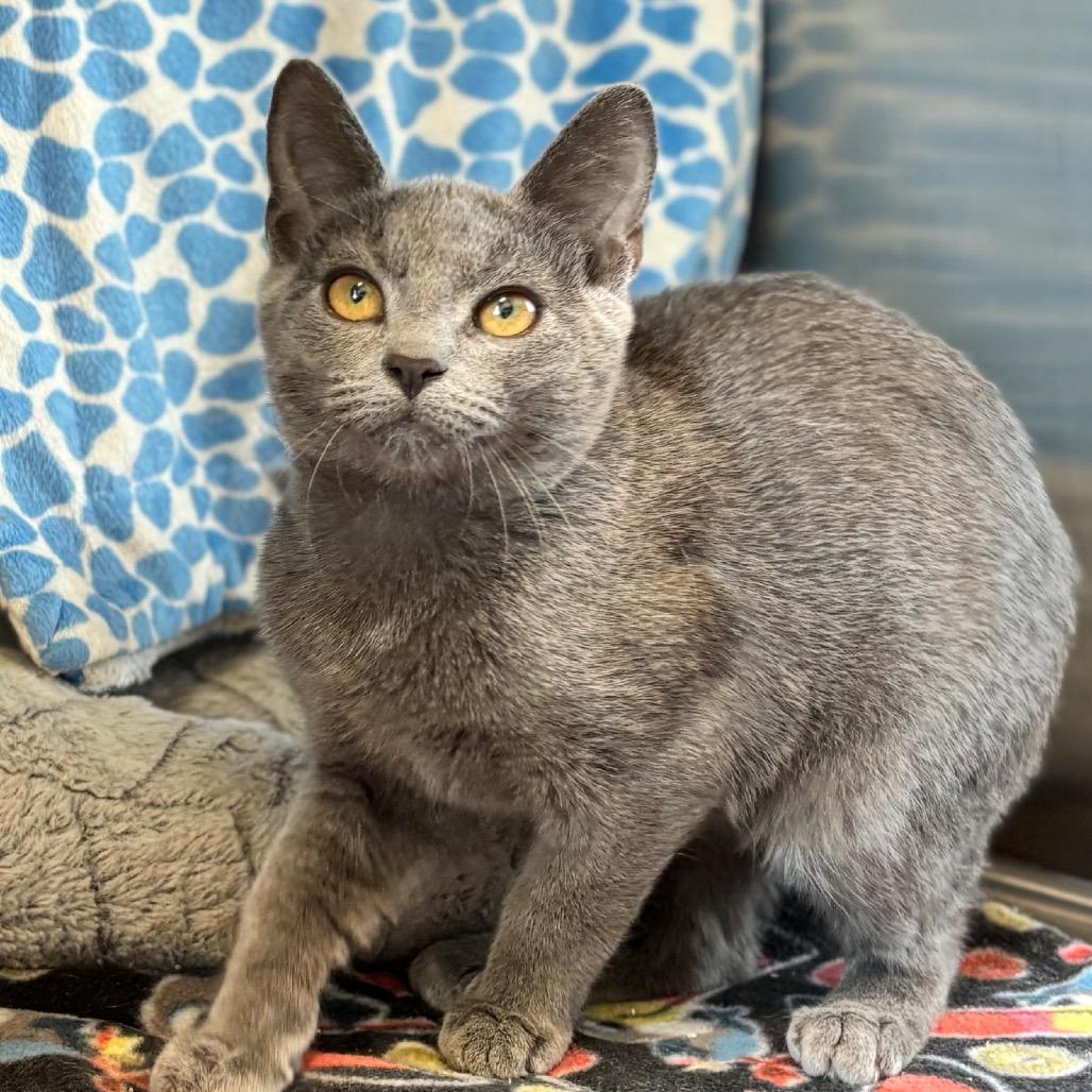 Enlarge Polly Pocket, a Adoptable Domestic Short Hair in Nashville, IN image 6/6