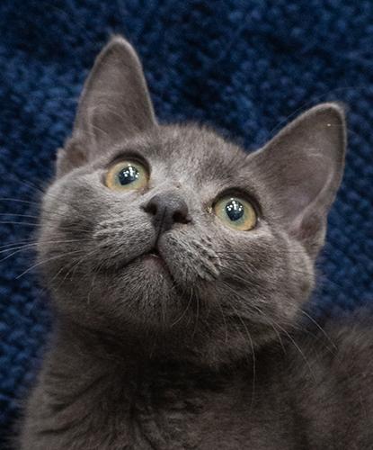 Enlarge Hashbrown, an adopted mixed breed in Encinitas, CA image 1/1