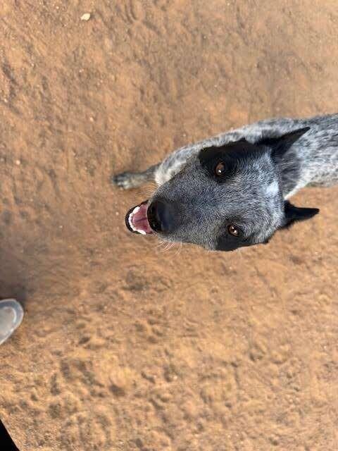Rocket Racoon, a Adoptable Mixed Breed in Hobbs, NM image 1/5