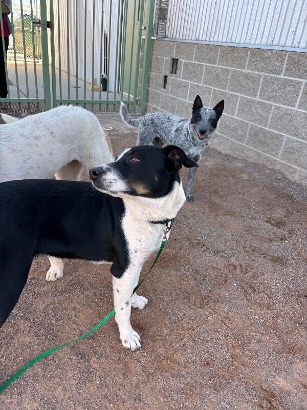 Rocket Racoon, Adoptable, Adult Male Mixed Breed.