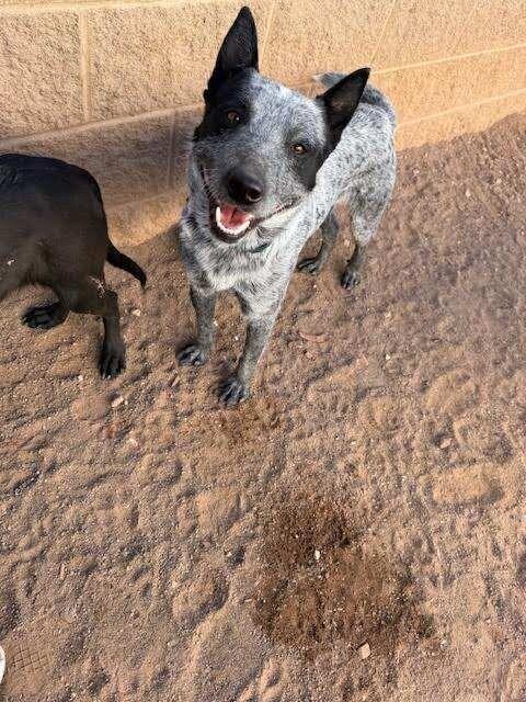 Rocket Racoon, a Adoptable Mixed Breed in Hobbs, NM image 2/5