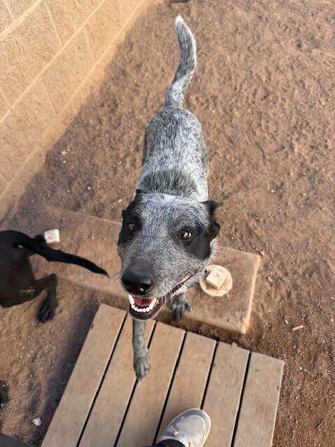 Rocket Racoon, a Adoptable Mixed Breed in Hobbs, NM image 3/5