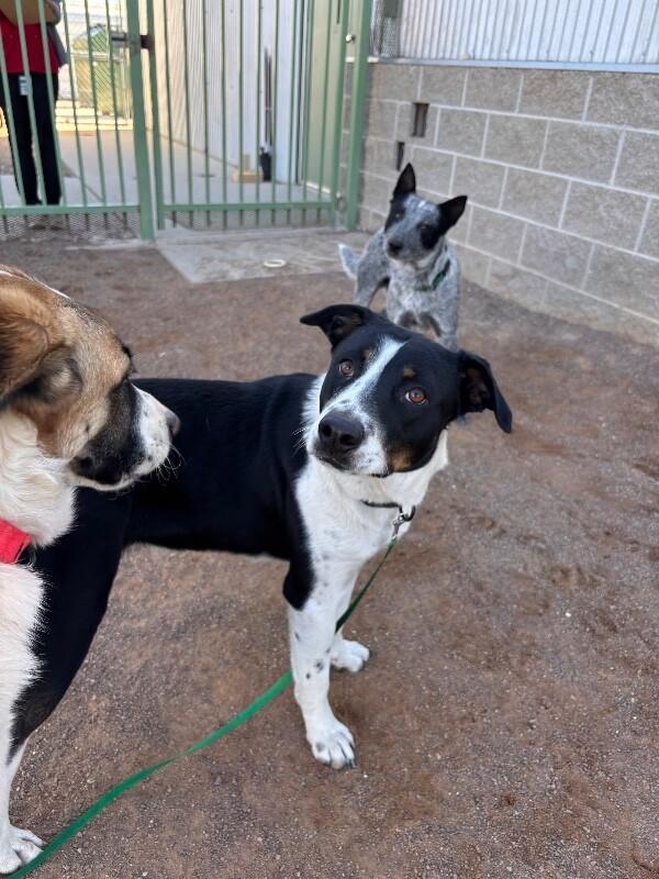 Rocket Racoon, a Adoptable Mixed Breed in Hobbs, NM image 5/5