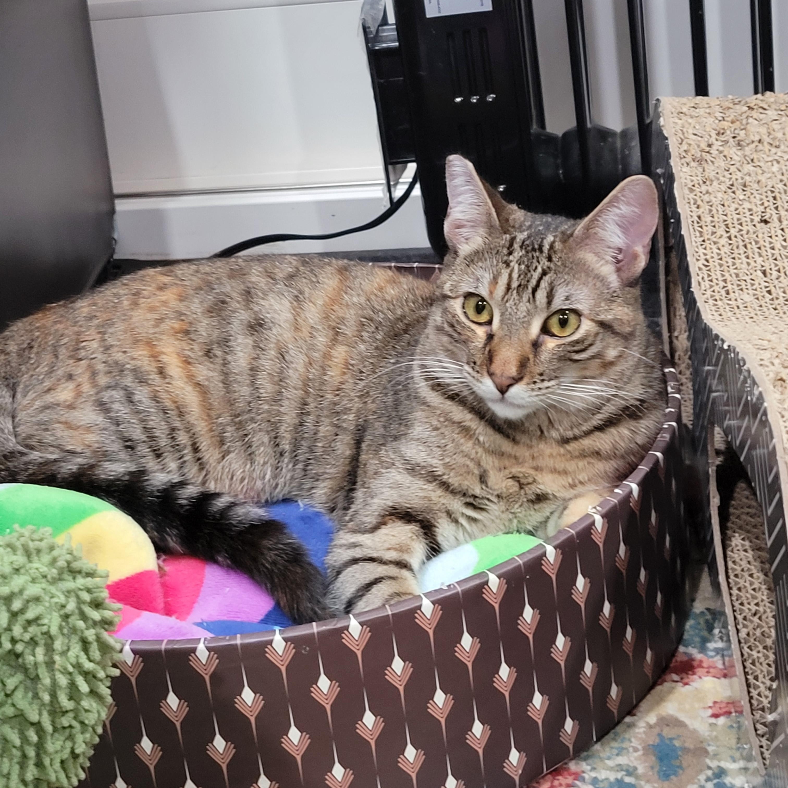 Mishi, a Adoptable mixed breed in San Jose, CA image 3/4