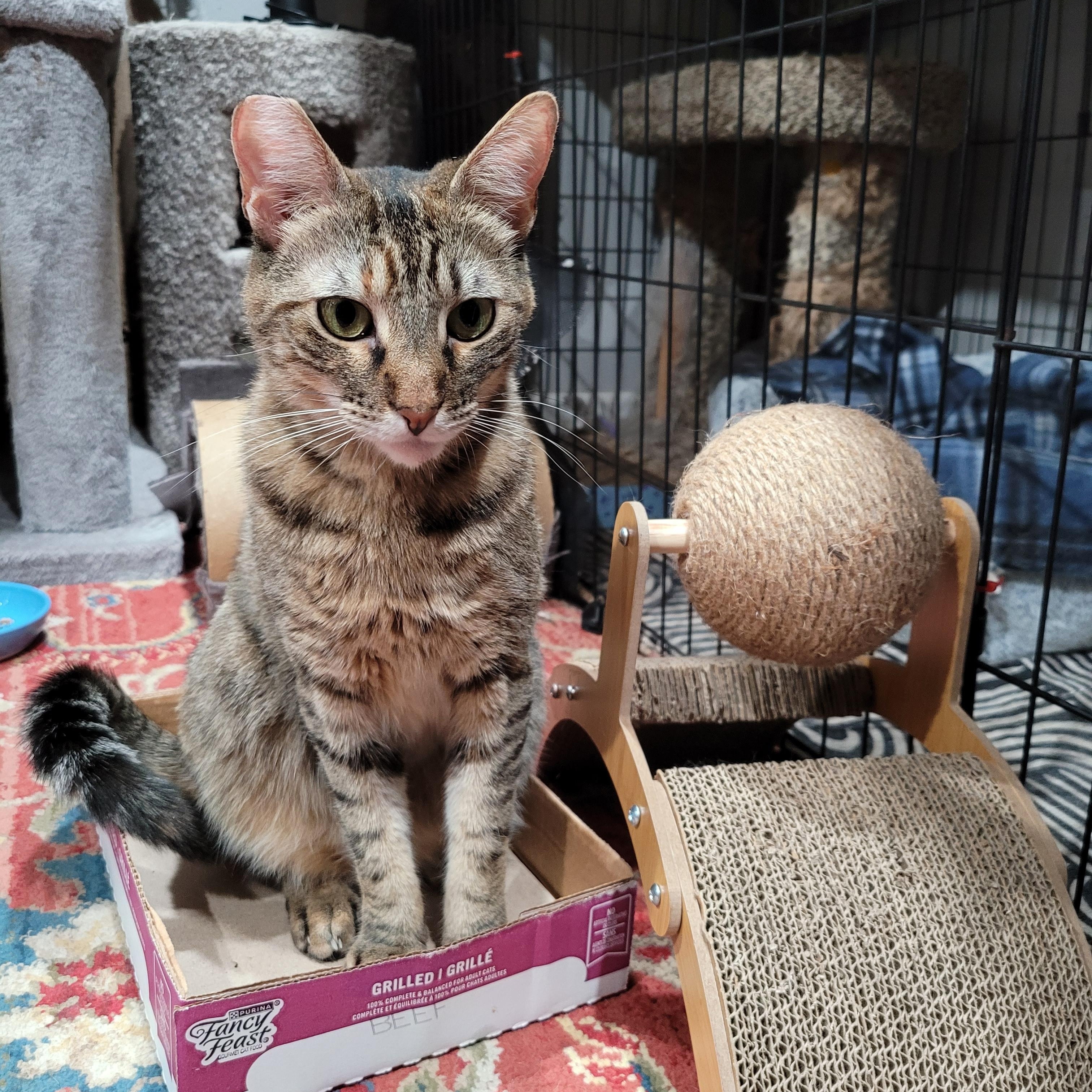 Mishi, a Adoptable mixed breed in San Jose, CA image 2/4