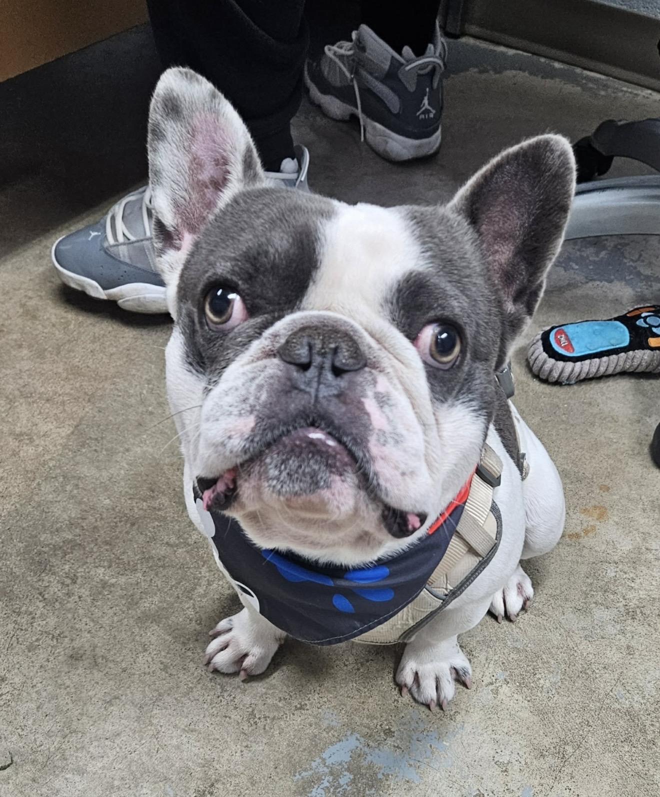 Enlarge Roscoe Jenkins, a ADOPTABLE French Bulldog in Zanesville, OH image 1/1