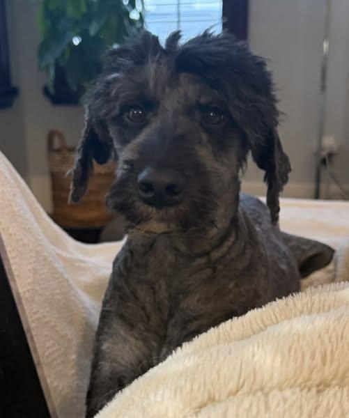 Bailey, Adoptable, Young Female Labradoodle.
