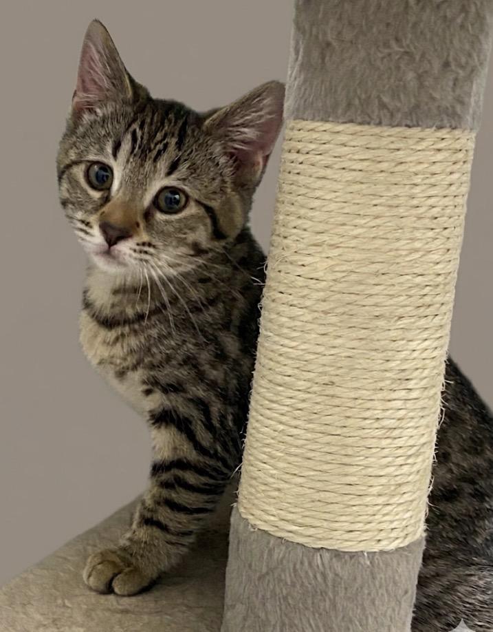 Cherry, adopted, Young Female Tabby.