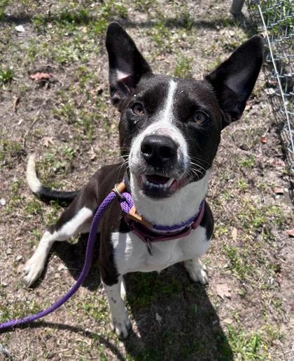 Tora, a Adoptable mixed breed in Savannah, GA image 1/2