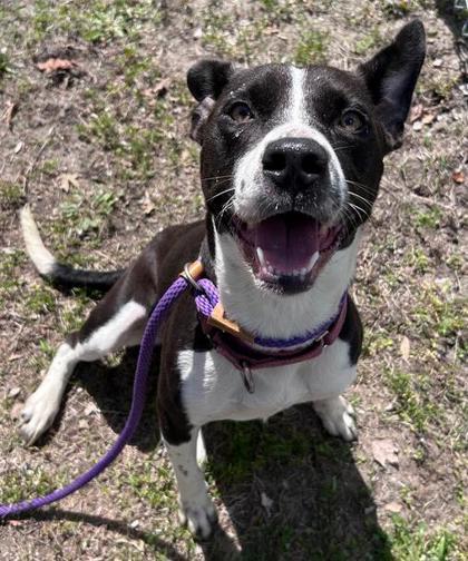 Tora, a Adoptable mixed breed in Savannah, GA image 2/2