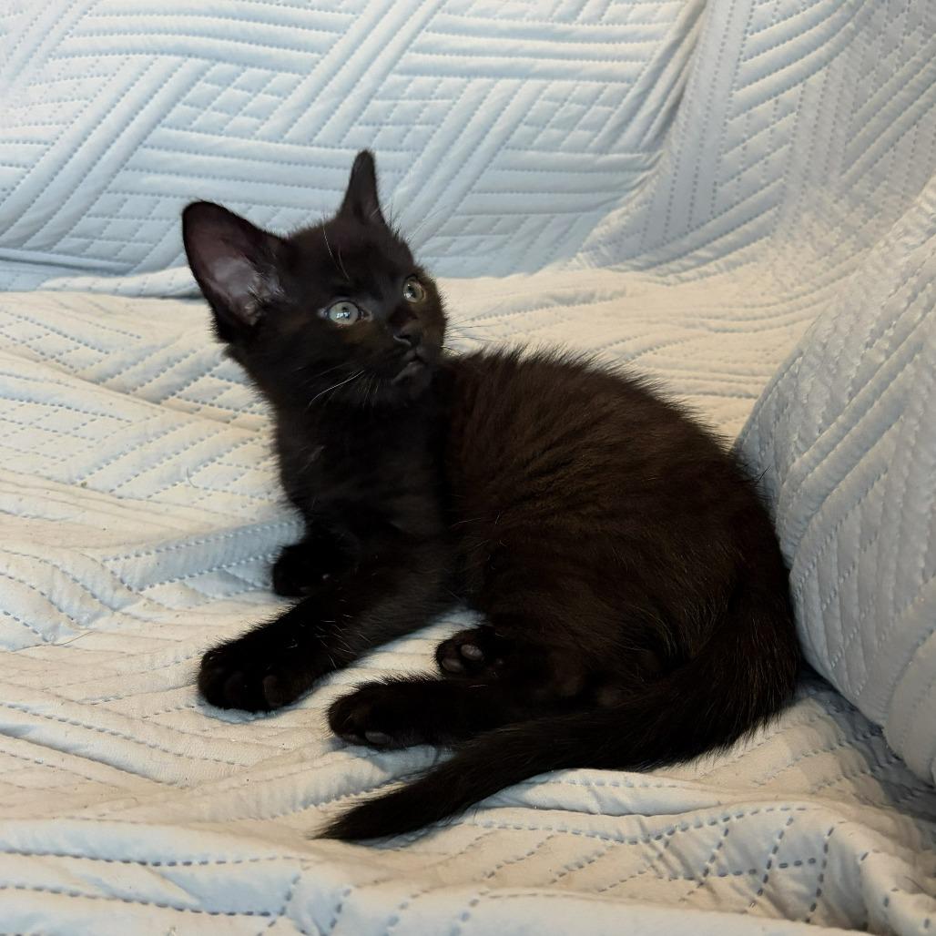 Surfboard, Adoptable, Kitten Male Domestic Short Hair.