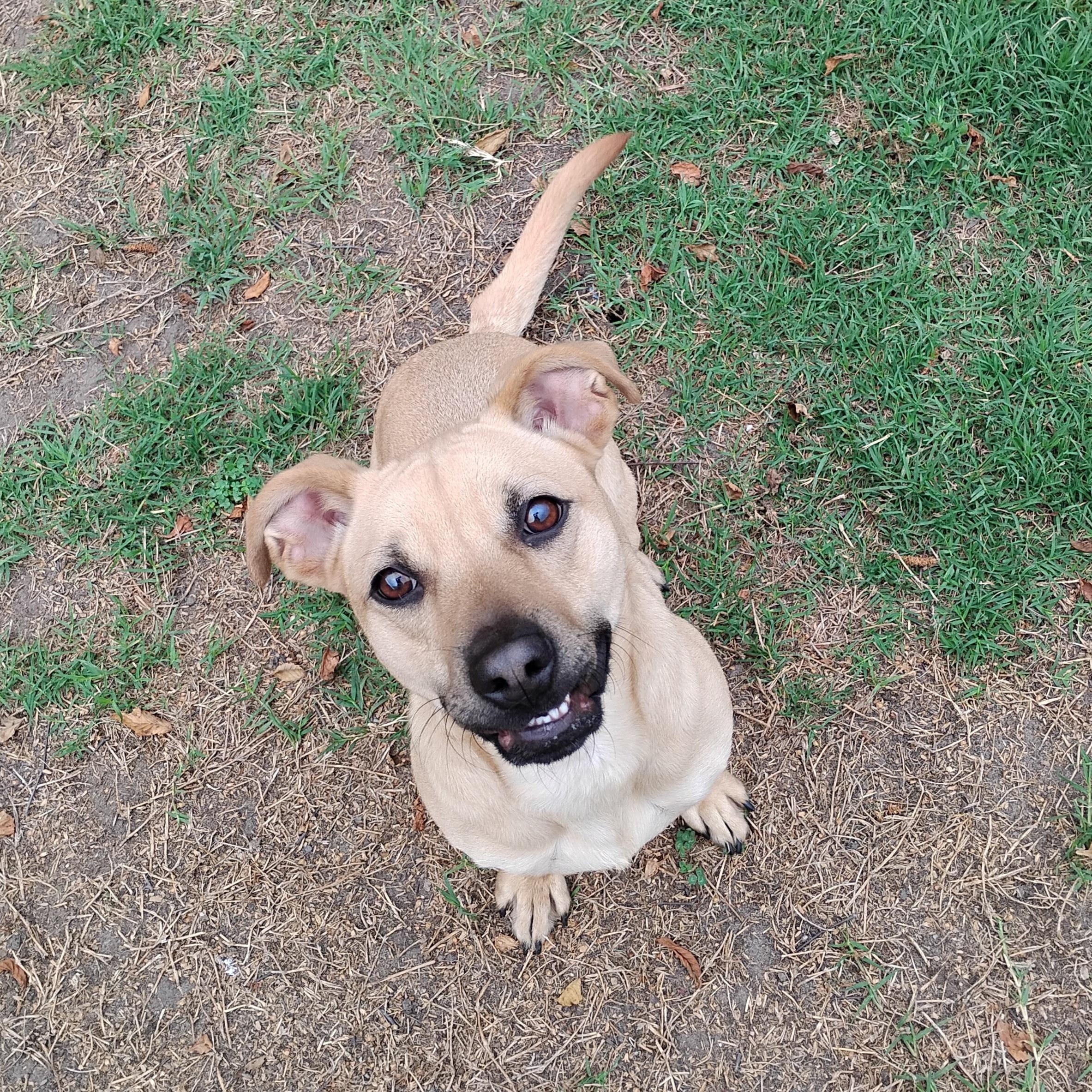 Enlarge Twix, a Adoptable mixed breed in Salisbury, MD image 2/2