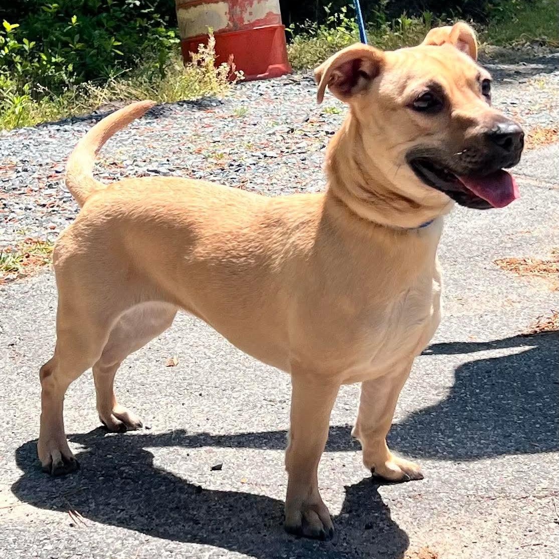 Twix, ADOPTABLE, Young Female Dachshund.
