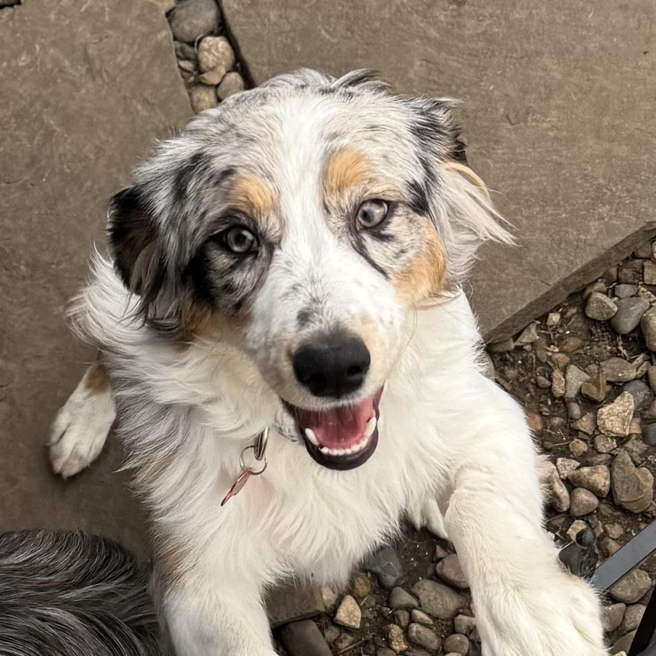 Zuri, ADOPTABLE, Young Female Australian Shepherd.
