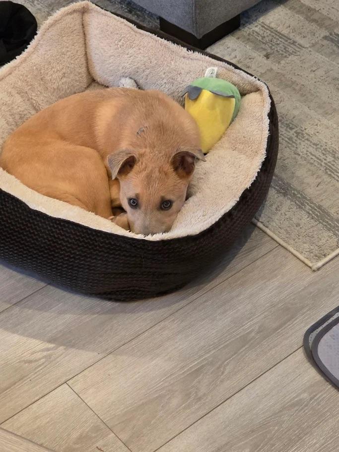 Asuka, a ADOPTABLE mixed breed in Seattle, WA image 6/6