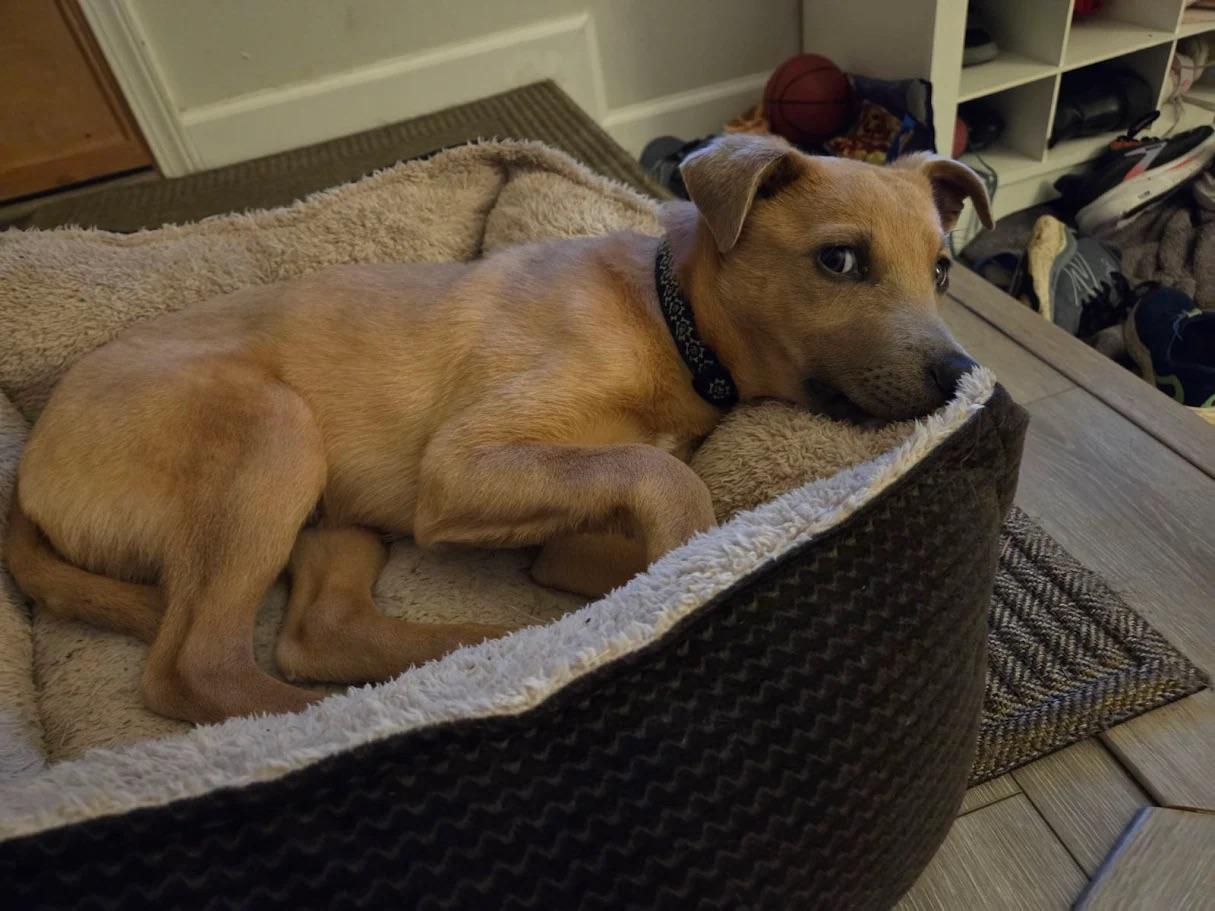 Asuka, a ADOPTABLE mixed breed in Seattle, WA image 3/6