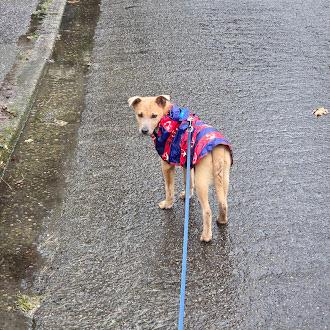 Asuka, a ADOPTABLE mixed breed in Seattle, WA image 5/6