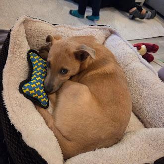 Asuka, a ADOPTABLE mixed breed in Seattle, WA image 2/6