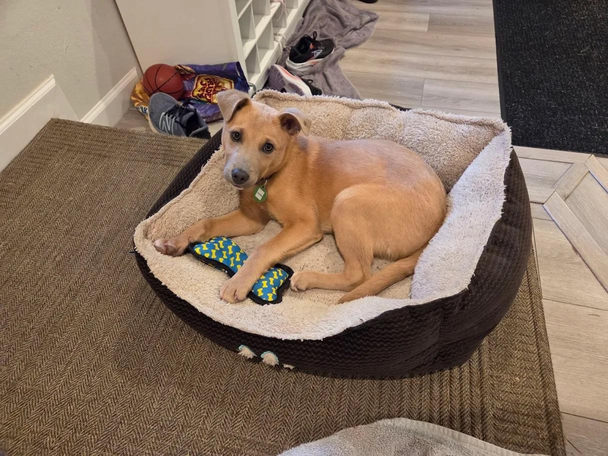 Asuka, a ADOPTABLE mixed breed in Seattle, WA image 1/6